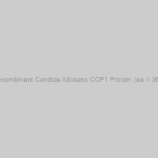 Image of Recombinant Candida Albicans CCP1 Protein (aa 1-366)